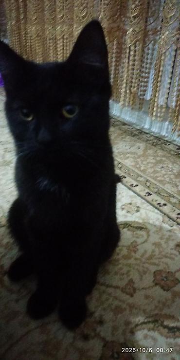 Отдам даром кошку: 6 месяцев, Мальчик, Приучена к лотку, Проглистована — 6