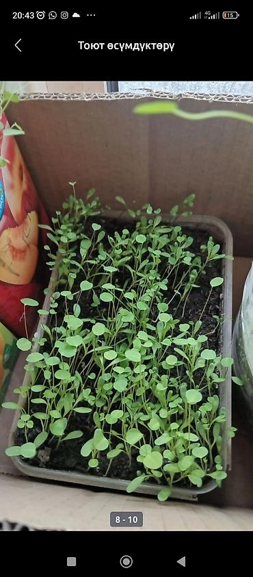 Люцерна: Люцерна at lalafo.kg — 3 Люцерна: Люцерна — 3