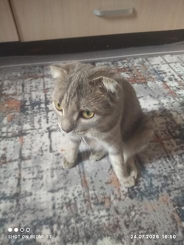 Мышыктар: Шотландская вислоухая кошка (Scottish Fold) - Окрас: серый — 3