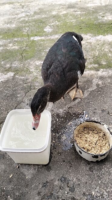 Ördəklər: Erkək, | Lal ördək, Damazlıq, Ünvandan götürmə — 15