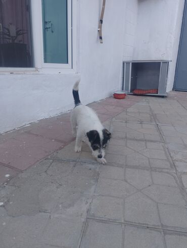 ağ pişik cinsləri: Пудель, 2 месяца, Самец, Платная доставка at lalafo.az ağ pişik cinsləri: Пудель, 2 месяца, Самец, Платная доставка