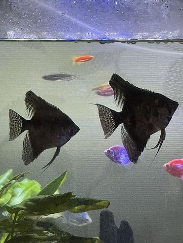 Балыктар: Срочно продаю пару Скалярии (Pterophyllum) — декоративные аквариумные — 1