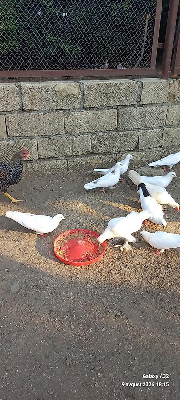 попугай ара цена: Unvan Lənkəran.Bakıya 20yanvara və bəzi rayonlara çatdırılma — 2