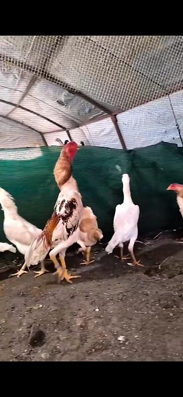 Cücələr: Toyuq cücələri, Damazlıq — 3