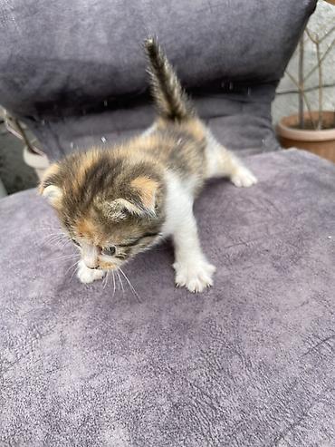 Продажа кошек: Котята - Описание: Милые домашние котята, короткошёрстные. На фото — — 7