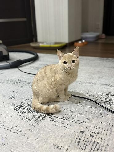 котята беловодск: Кошка с полным набором принадлежностей. В комплекте: - ветеринарный — 2