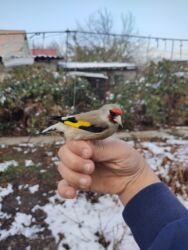 купить домашних курей: Седоглоовый щегол хорошие поют свежие есть самцы и самки at lalafo.kg купить домашних курей: Седоглоовый щегол хорошие поют свежие есть самцы и самки