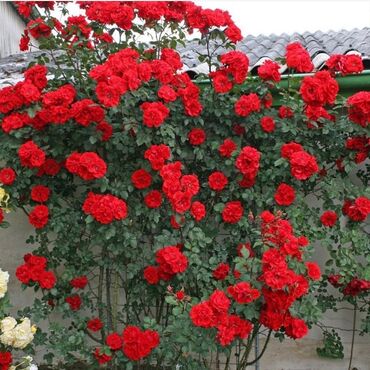 Şitillər: Sarmaşiq və Sadə Gül Kollari istənilən sayda sifariş verə bilərsiz -da lalafo.az — 3 Şitillər: Sarmaşiq və Sadə Gül Kollari istənilən sayda sifariş verə bilərsiz — 3