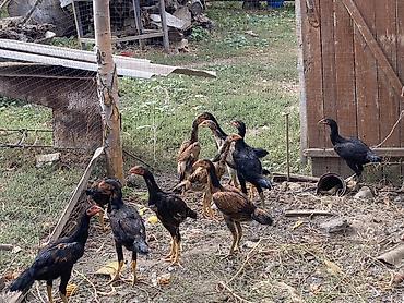 Продам с/х животных: Продаю | Цыплята | Бойцовая | Для разведения — 5