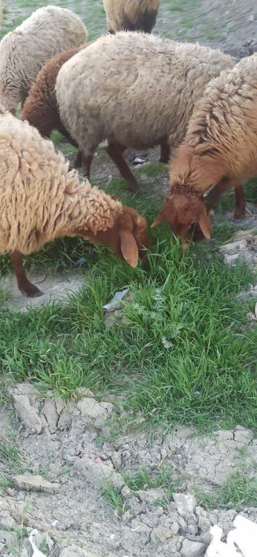 xanımlar üçün is elanları: Salam hər vaxtınız xeyir. Ailəliləliyə üstülük verilir. Tək adam