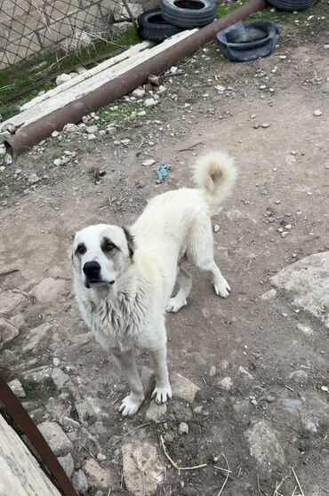 İtlər: Alabay
