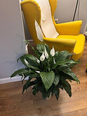 материнское счастье цветок: Спатифиллум (Spathiphyllum; женское счастье) - Высота вместе с — 6