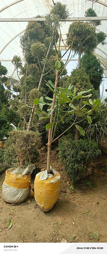 Газон: САЖЕНЦЫ САМШИТЫ саженцы кустарников саженцы магнолии саженцы олеандра at lalafo.kg — 20 Газон: САЖЕНЦЫ САМШИТЫ саженцы кустарников саженцы магнолии саженцы олеандра — 20