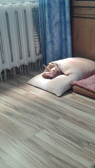 Вязка собак: Вязка. Предлагается для вязки, то есть для любовных встреч — 2