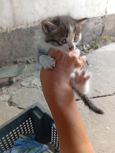 щенки сао: Отдам четыре котенка даром 1 месяц им — 6