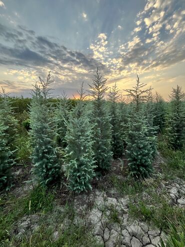 Şitillər: Dekartiv və meyvə ağacları istenilen sayda ve istenilen növde var — 29