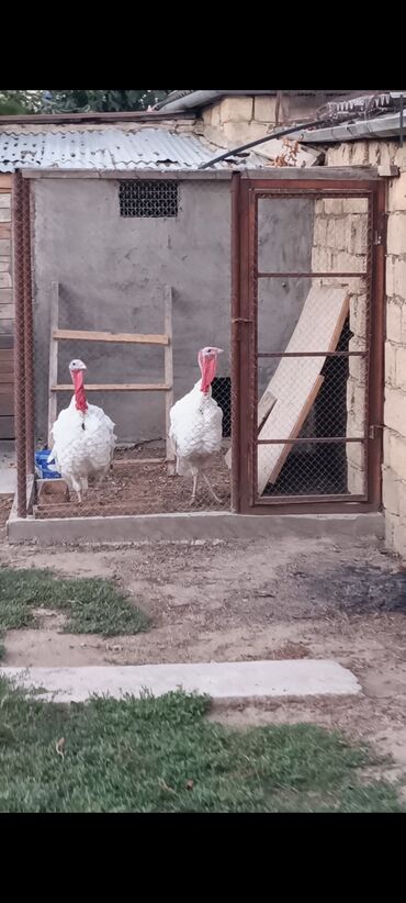 qızıl quş: Big6 ve kanada qarisiqi erkek hindushka.6 ayliq.cekisi 7+. Saglam