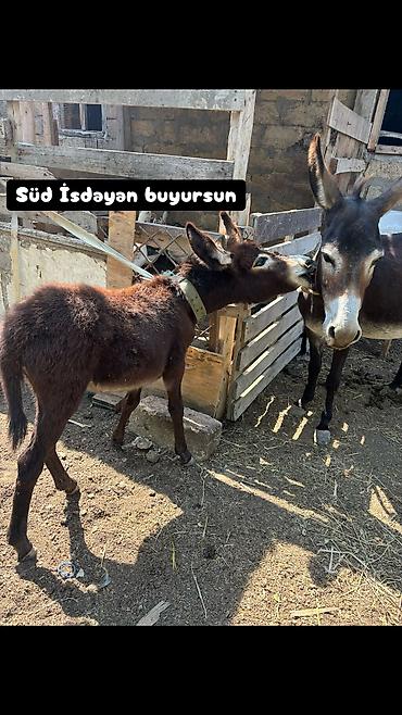 bakida cins ineklerin satisi: Salam göz qabaqinda saqilib verilir 250qr 15azn unvan qobu — 1