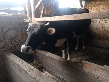 салонный карова: Продаю | Корова (самка) | Голштин | Для молока | После отела