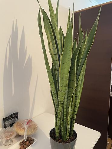 змея для дома: Сансевиерия (Sansevieria trifasciata), высота около 1 м, в горшке. - — 1