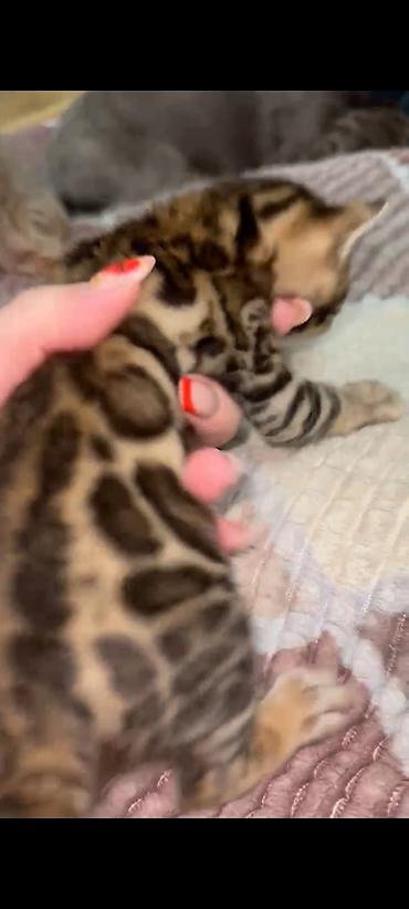 Продажа кошек: Бенгальская, 1 месяц, Мальчик, Шоколадный, Приучена к лотку, Проглистована, С документами — 3