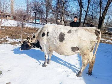 Коровы, быки: Продаю | Корова (самка) | Голштин | Для разведения, Для молока | Стельные