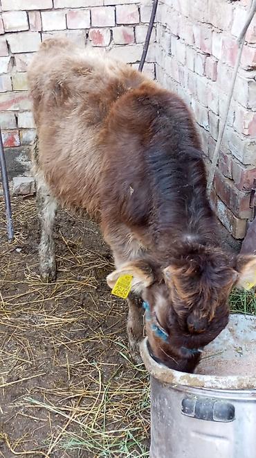 Коровы, быки: Продаю | Тёлка | На откорм | Привязанные — 8