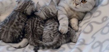 Коты: Продаются котята шотландские вислоухиe (scottish fold и straight