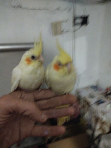 Tutuquşları: Məhsul: Nimfa (Cockatiel) tutuquşuları – ağ-sarı rəngli, yanaqlarda — 3