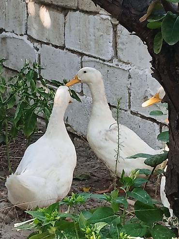 ordey qaz: 3 aylıq sağlam pekin ördəkləri satılır, Ünvan saray qəsəbəsi — 1