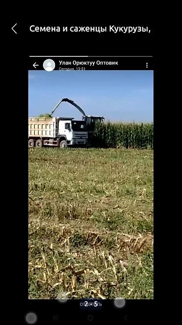 ферма центр: , Ассалому Алейкум Кыргыз элим,,,,,,, Жугору, Жугору урук сорт Ала-Тоо — 9