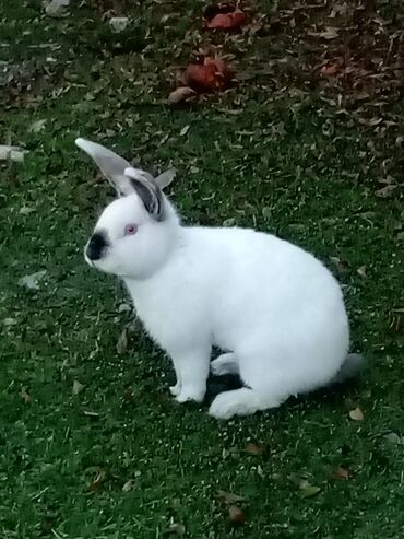 Dovşanlar: Ağ tüklü dovşan balaları.anasi atasi hamsi biryerde satilir.anasi — 10