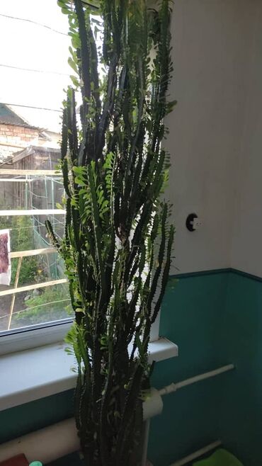 Другие комнатные растения: Продаю цветок молочайвысота 1,5 метра
