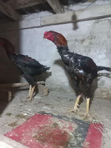 heyrati gence: Döyüş tipli xoruzlar təqdim olunur. Şəkillərdə göründüyü kimi — 5