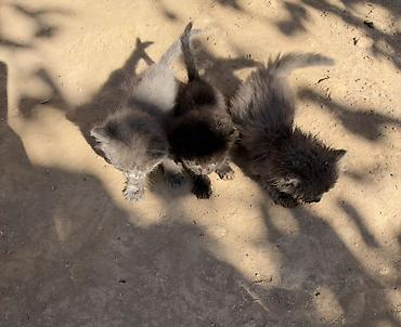 реакция: Кошка даром: Беспородная, 2 месяца, Девочка — 1