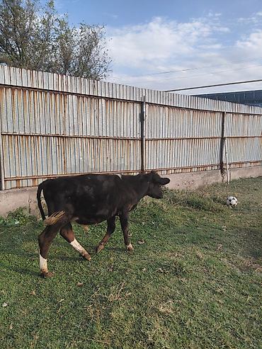 корова симентал: Продаю | Бык (самец) | На откорм — 2