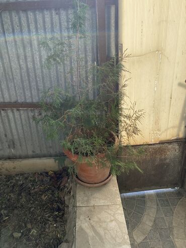 palma agaci: Şam agacı korpelıyınden mendedı