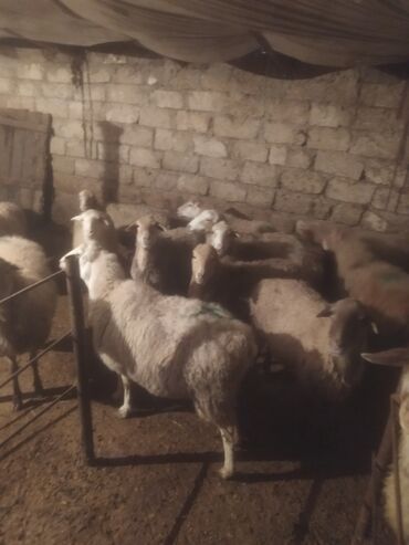 Qoyunlar, qoçlar: Qoyun sürüsü satılır - Növ: yerli qarışıq (ağ və qəhvəyi rəngli, uzun — 11