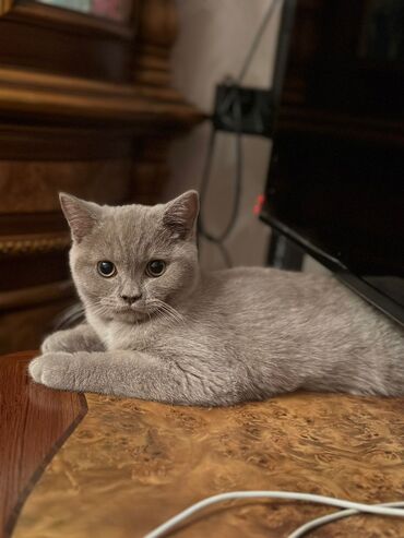 Pişiklər: Britaniya və Scottish və digər növlərin bala pişikləri var. Qiymətləri — 19