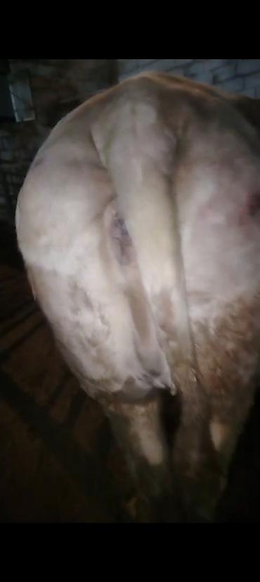 Inəklər, öküzlər: Salam aleykum əziz dosdlar bele bir gözel dogmamiş dügemiz çıxdı -da lalafo.az — 16 Inəklər, öküzlər: Salam aleykum əziz dosdlar bele bir gözel dogmamiş dügemiz çıxdı — 16