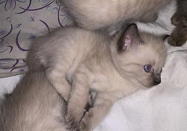 котята сиамской кошки: Отдаю в добрые руки! Хорошим семьям) Прошу чисто символическую сумму — 2