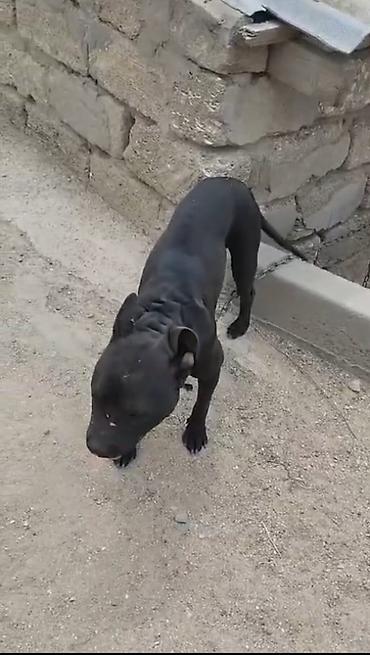 pitbul itlər: Pitbul, Peyvəndli — 3