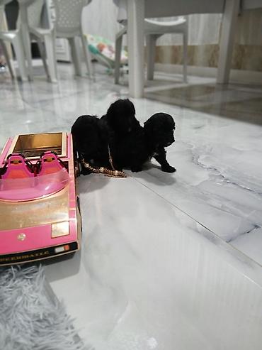 İtlər: Pudel, 2 ay, Dişi, Sənədli, Pulsuz çatdırılma — 3