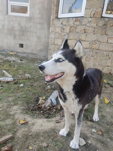 İtlər: Xaski, 1 il, Dişi, Peyvəndli -da lalafo.az — 1 İtlər: Xaski, 1 il, Dişi, Peyvəndli — 1