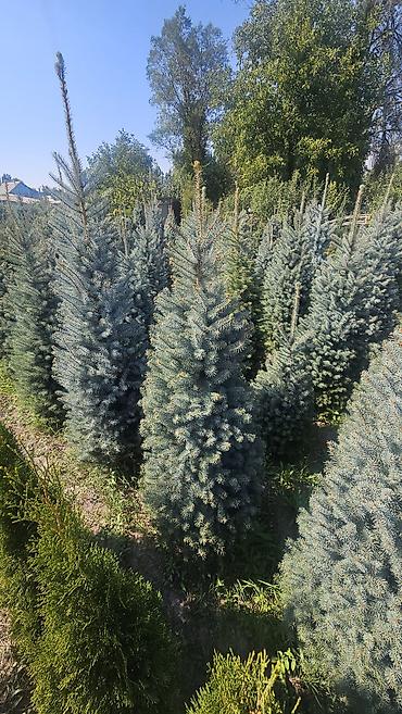 тумбочки кухонные: Ель колючая (Picea pungens) голубая, питомничные посадки. - Сорт/тип — 4