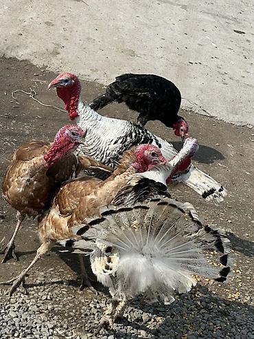 Индюки: Продаю | Индюк (самец) | Для разведения — 1