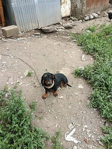 qurbanlıq heyvanlar: Satılır: qısa tüklü, qara rəngli taksa (daxshund) cinsi it — 2