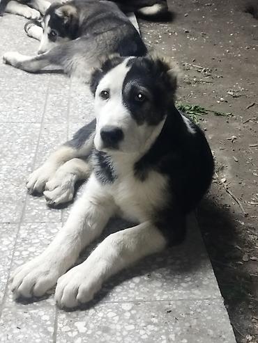 Продажа собак: Алабай, 3 месяца, Самец, С прививкой — 8