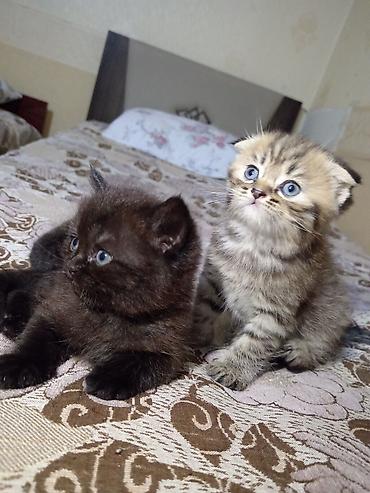 Pişiklər: Britan — 3