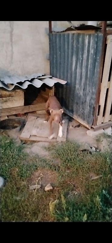 Собаки: На продажу питбуль щенок — 2